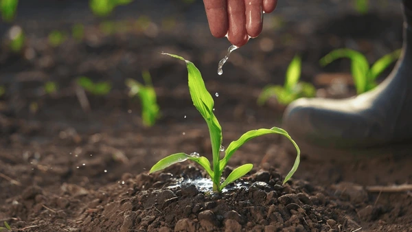 farmer-works-irrigation-corn-passionate-600nw-2499563593